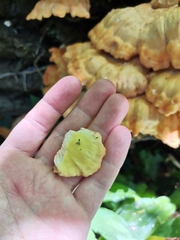 Laetiporus sulphureus