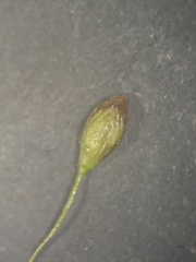 Dichanthelium curtifolium