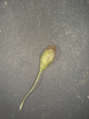 Dichanthelium curtifolium