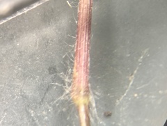 Dichanthelium curtifolium