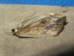 Evergestis rimosalis