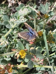 Plebejus melissa paradoxa