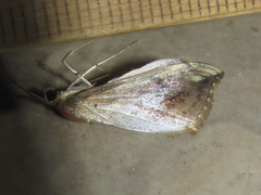 Evergestis rimosalis