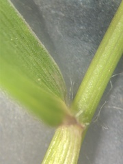 Dichanthelium curtifolium