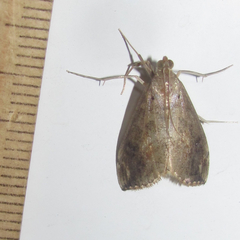 Evergestis rimosalis