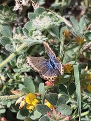 Plebejus melissa paradoxa