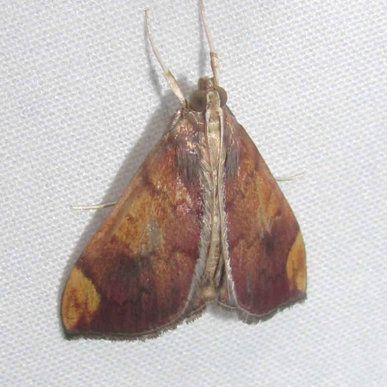 Aponia