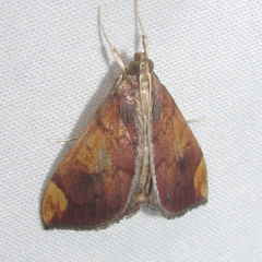 Aponia major