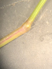 Dichanthelium curtifolium