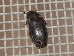 Dermestes peruvianus