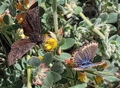 Plebejus melissa paradoxa