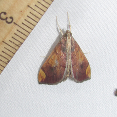 Aponia major