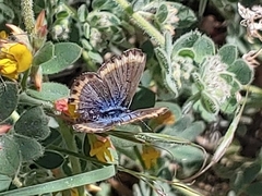 Plebejus melissa paradoxa