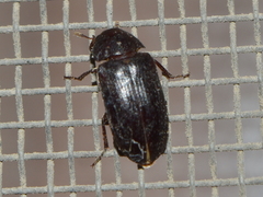 Dermestes peruvianus