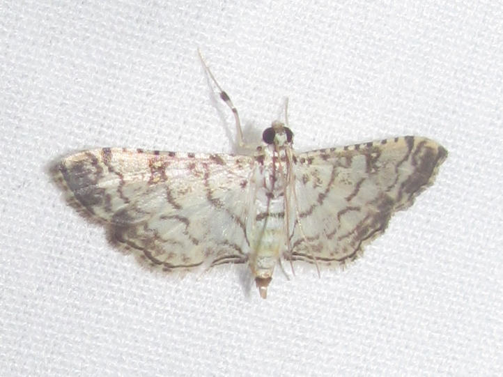 Hileithia approprialis