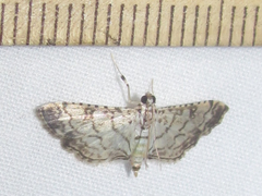Hileithia approprialis