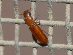 Diaperinae