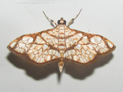 Hileithia obliqualis