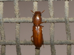 Diaperinae