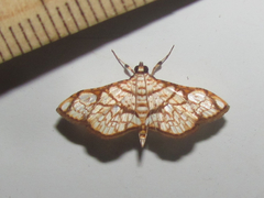 Hileithia obliqualis