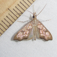 Hydropionea fenestralis