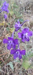 Delphinium pentagynum