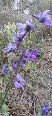 Delphinium pentagynum