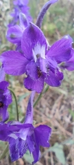 Delphinium pentagynum