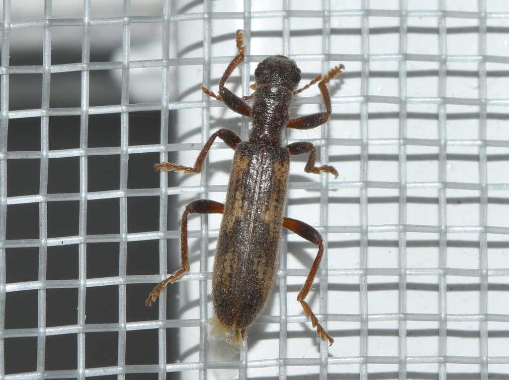 Cymatodera marmorata