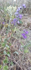 Delphinium pentagynum