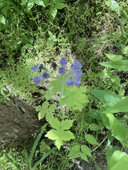 Hydrophyllum appendiculatum