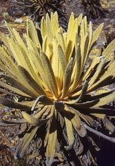 Espeletia timotensis
