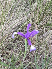 Iris reichenbachiana