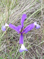 Iris reichenbachiana