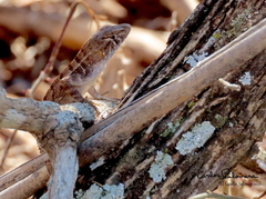 Sceloporus utiformis