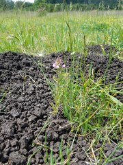 Orthocarpus bracteosus