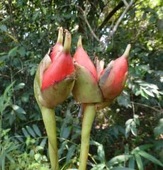 Aframomum strobilaceum