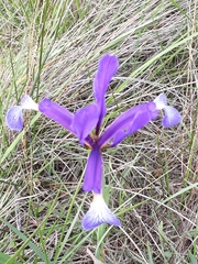 Iris reichenbachiana