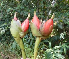 Aframomum strobilaceum