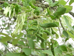 Prociphilus fraxinifolii