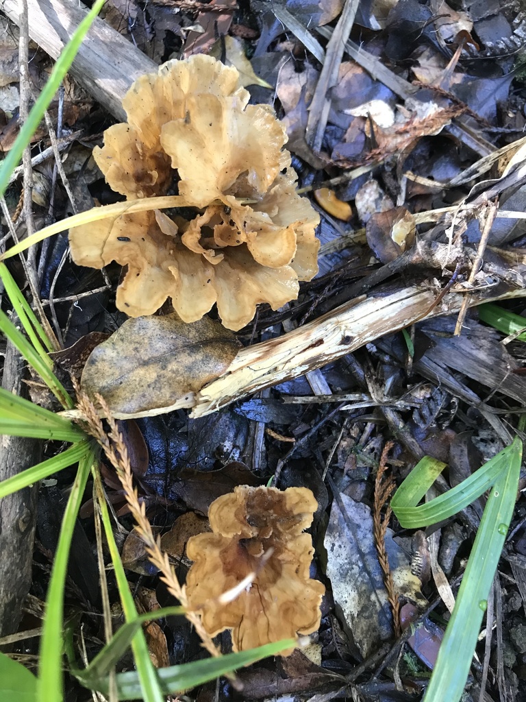Wine Glass Fungus from Waitakere Ranges Regional Parkland, Piha
