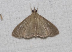 Hyalobathra crenulata