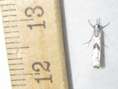 Microcrambus pusionellus