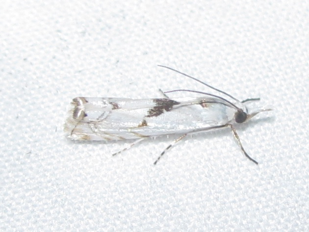 Microcrambus