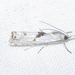 Microcrambus - Photo (c) Chuck Sexton, some rights reserved (CC BY-NC)