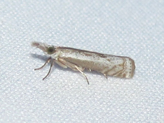 Microcrambus discludellus