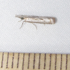 Microcrambus discludellus