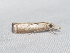 Microcrambus discludellus