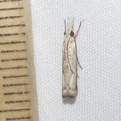 Microcrambus discludellus