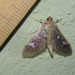 Microthyris anormalis